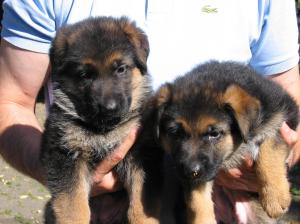 Kennel vom Ortskern Picture 1