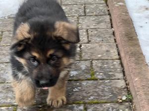 Zuchtstätte vom St.-Michaels-Berg Welpenbild 1