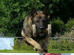 Kennel von Quithara Bild