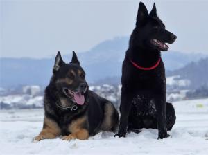 Kennel vom Reiterles Kapelle Bild