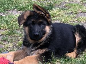 Kennel vom Zisawinkel Picture 4