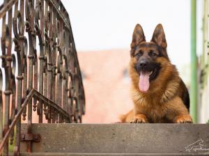 Kennel vom Himmeltal Bild