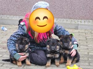 Zuchtstätte von Mittelsachsen Welpenbild 5