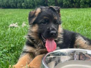 Zuchtstätte von der Piste Trophe Welpenbild 1