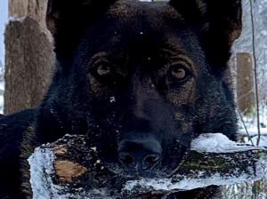Kennel vom Sulzbacher Steinkreuz Bild
