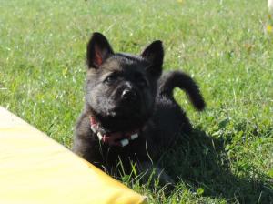 Kennel von der Osterwiese Picture 4