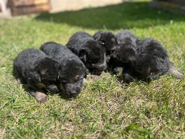 Kennel vom schnellen Fuchs Picture 3