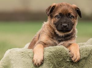 Kennel vom Aviaten Picture 8