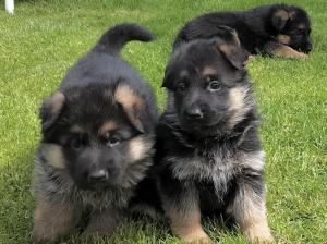 Kennel vom Weihertürchen Picture 1