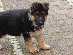 Kennel vom Gamsetal Picture 1