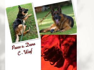 Zuchtstätte von der Römertreppe Welpenbild 3