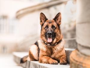 Kennel vom Natzental Bild