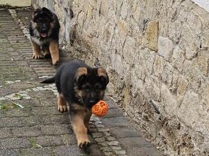 Kennel vom Gamsetal Picture 4