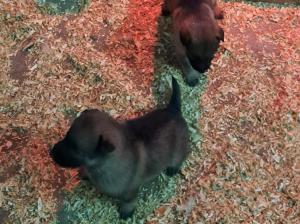 Zuchtstätte von der Friedrichskluft Welpenbild 1