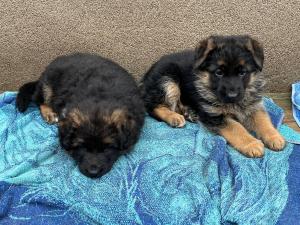 Zuchtstätte von den Leinewiesen Welpenbild 1