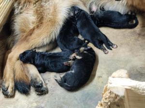 Zuchtstätte vom Ahauser Schloß Welpenbild 1