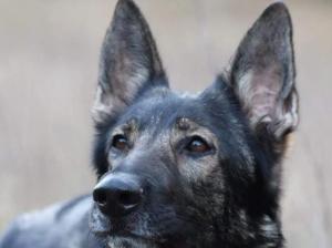 Kennel von der Ameisenhalde Bild