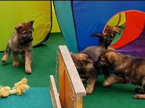 Kennel von der Teufelskehle Bild