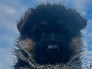 Zuchtstätte von Fenrir Welpenbild 4
