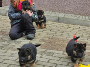 Zuchtstätte von Mittelsachsen Welpenbild 3