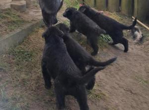 Zuchtstätte vom Falkenseer Stern Welpenbild 1