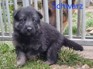 Zuchtstätte vom kleinen Feuerteufel Welpenbild 5