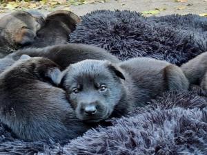 Kennel Drachenjäger Bild