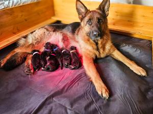 Zuchtstätte di Riviera Italia Welpenbild 1