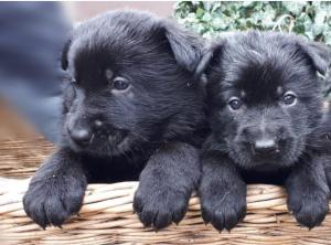 Kennel vom Felsenschloß Bild