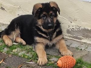 Kennel vom Gamsetal Picture 8